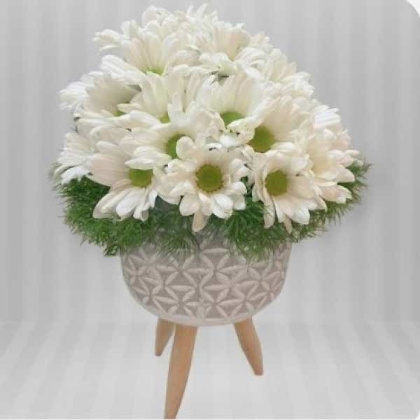 Ayaklı Saksı Papatya