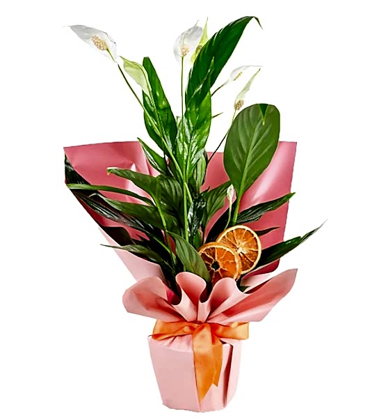 Spatiflyum Saksı Barış Çiçeği