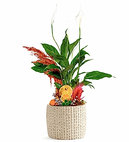 Barış Çiçeği Yelken!