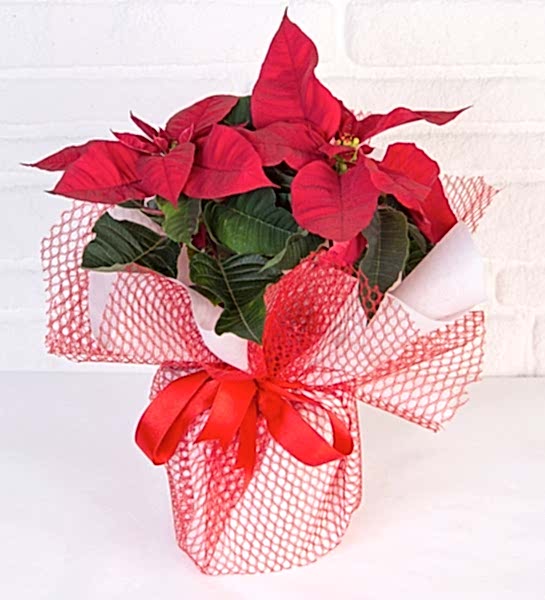 Ponsetya (Atatürk) çiçeği