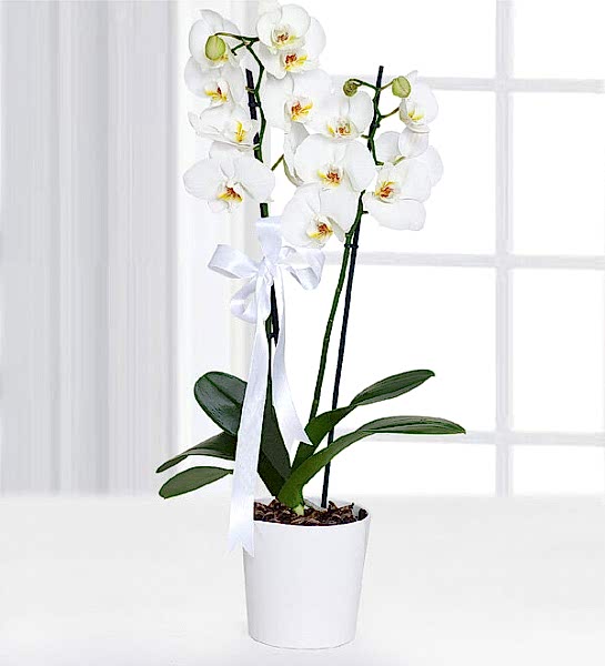 Çiftli Beyaz Orkide