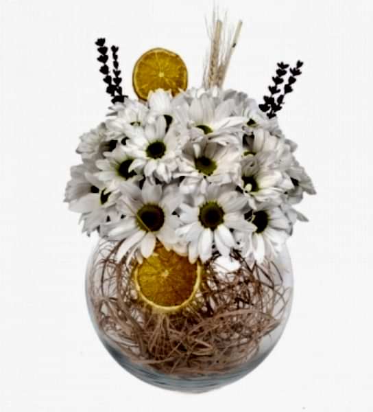 - Fanus Papatya Aranjman -