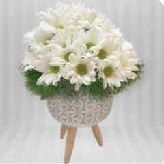 Ayaklı Saksı Papatya