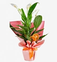 Spatiflyum Saksı Barış Çiçeği