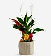 Barış Çiçeği Yelken!