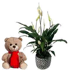 Mutlu Ayıcı & Barış Çiçeği