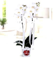 Çift Dallı Beyaz Orkide