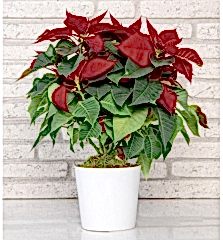 Saksıda Ponsetya (Atatürk) çiçeği