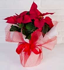 Ponsetya (Atatürk) çiçeği