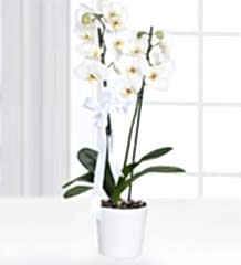 Çiftli Beyaz Orkide