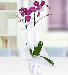 Çiftli Mor Orkide