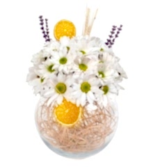 - Fanus Papatya Aranjman -