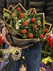 Kucak Dolusu Yılbaşı Şans Çiçeği Kokina Buket!